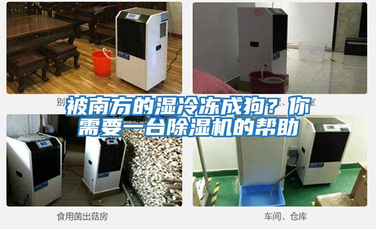 被南方的濕冷凍成狗？你需要一臺除濕機的幫助